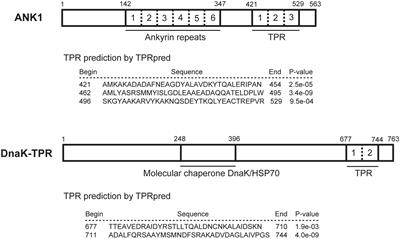 ANK1 and DnaK-TPR, Two Tetratricopeptide Repeat-Containing Proteins Primarily Expressed in Toxoplasma Bradyzoites, Do Not Contribute to Bradyzoite Differentiation